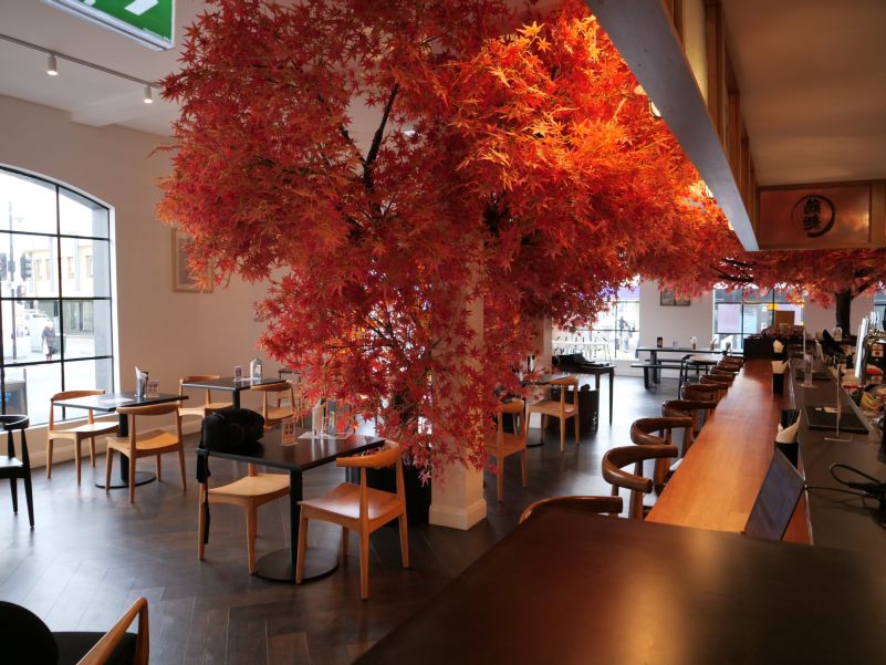 Interior view of the restaurant with tables and japanese maple